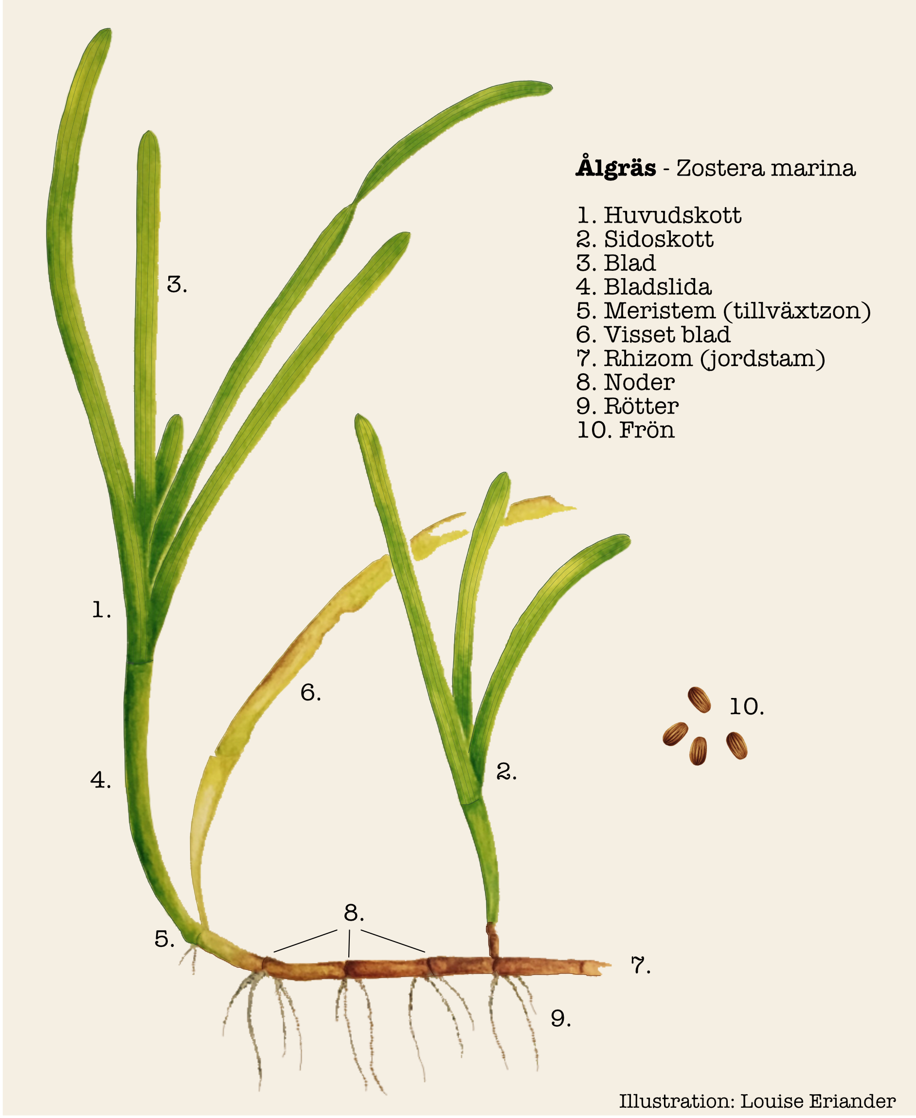 Illustration ålgräs