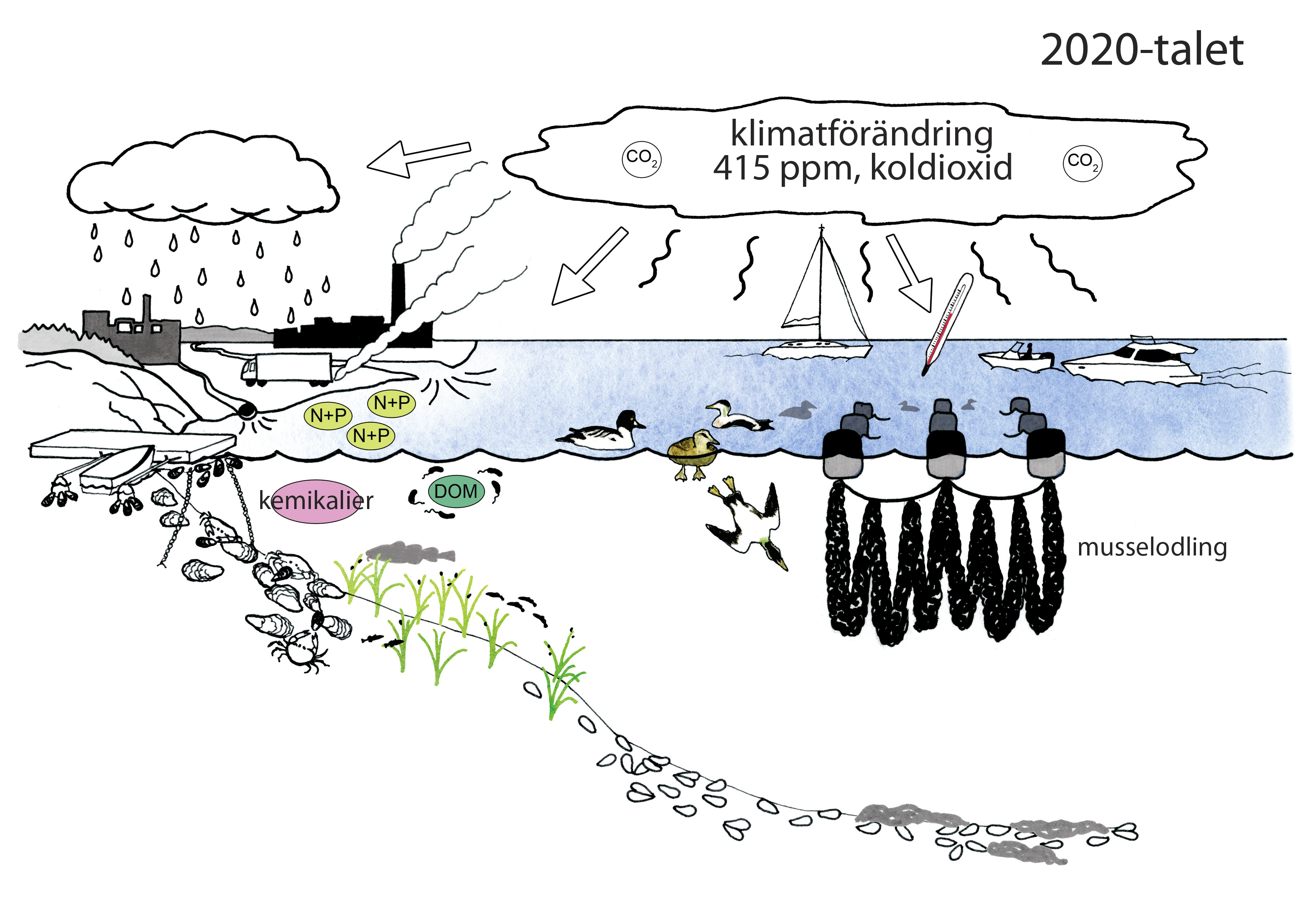 Illustration över musslornas förändrade miljö 2