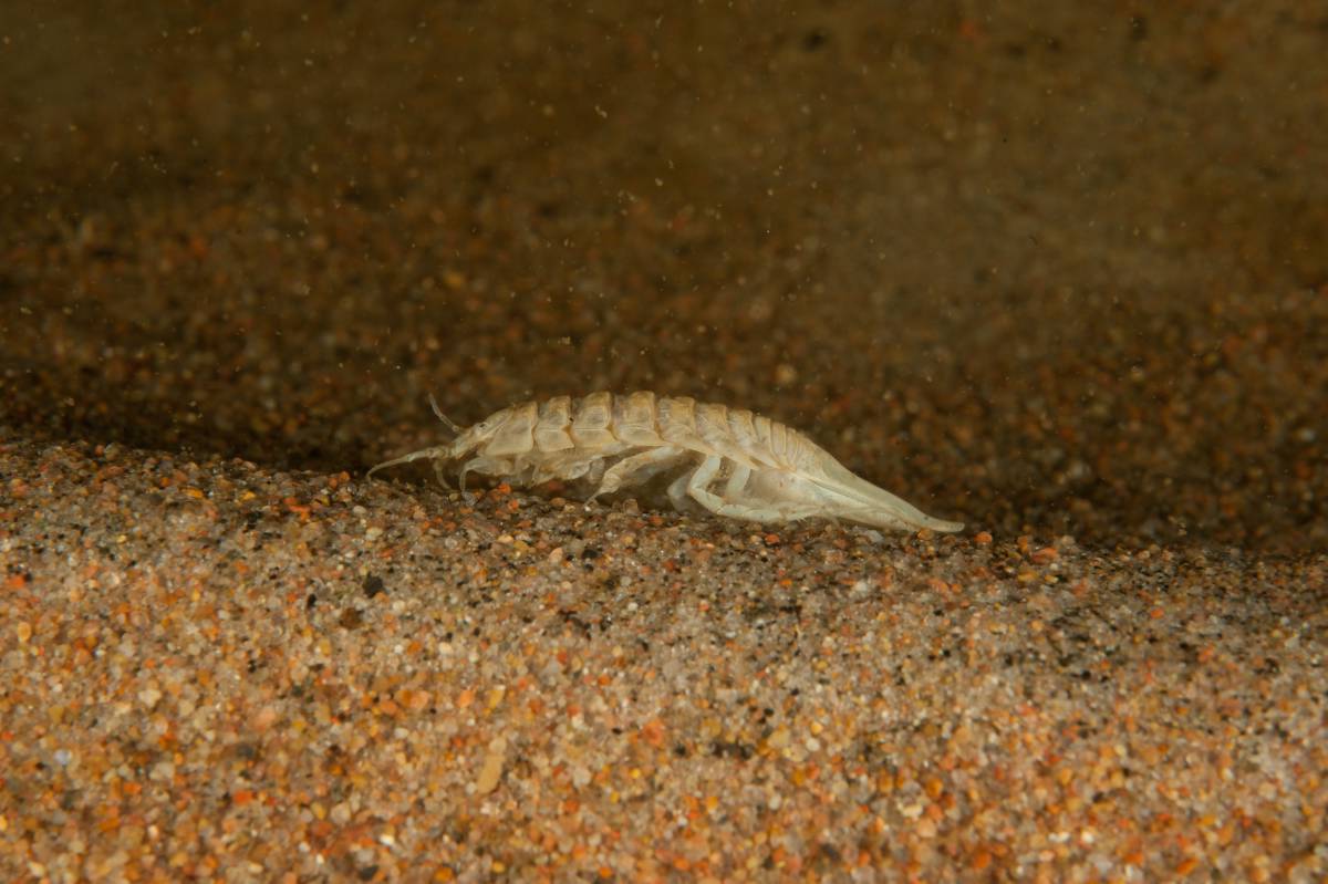 Bild som visar bottenfauna, Saduria entomon