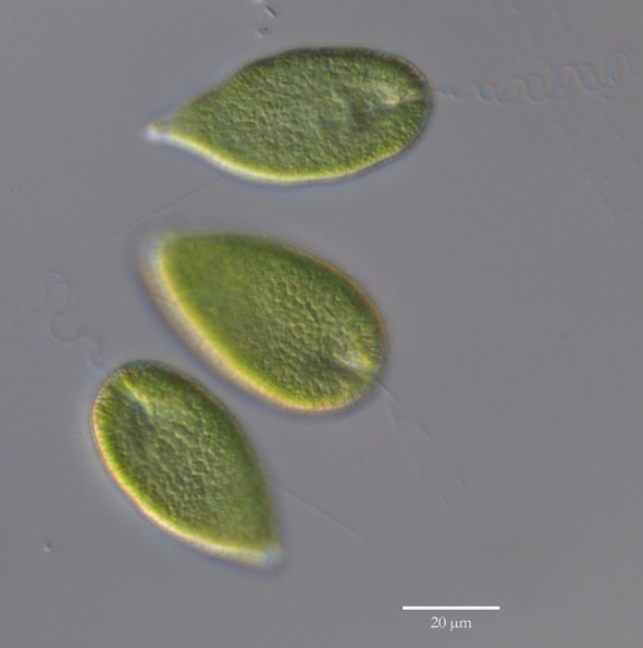 Flagellaten Gonyostomum semen