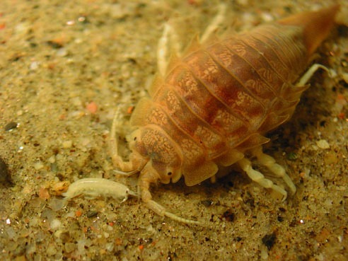 Saduria monoporeia