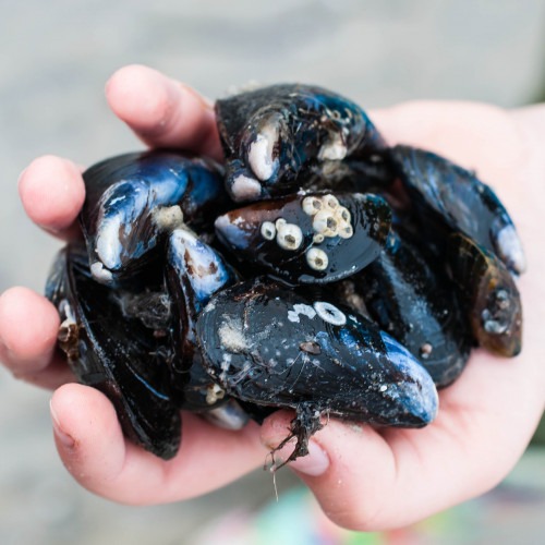 musslor i en hand